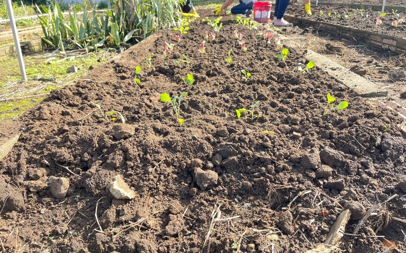 Projeto Horta Comunitária